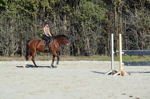 Hof Grabenborn Bingen Reitanlage Offenstall Pension